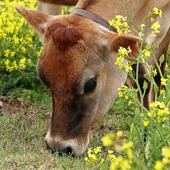 the_ciao_cow